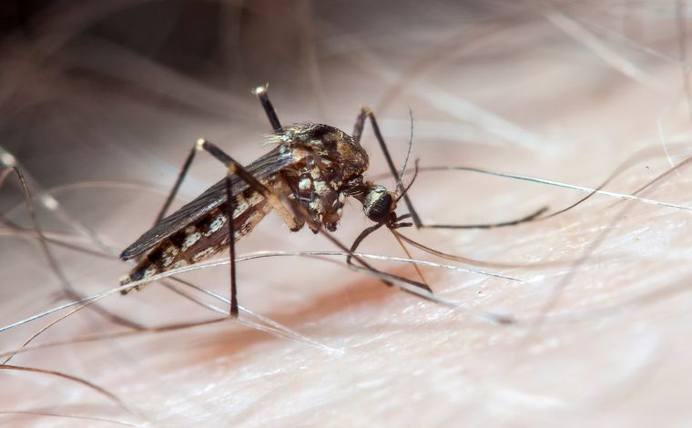 Foto: Getty Images - O Brasil jÃ¡ registra mais de 4,8 milhÃµes de casos provÃ¡veis de dengue em 2024, segundo dados do Painel de Monitoramento de Arboviroses do MinistÃ©rio da SaÃºde. Apesar disso, a pasta da SaÃºde vÃª tendÃªncia de queda em 24 estados 