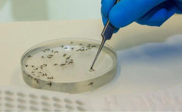 Dengue, Zika e Chikungunya: Sete Lagoas sai oficialmente da situação de epidemia de arboviroses