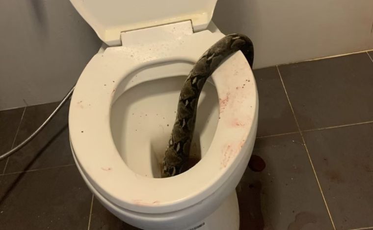 Tailandês é mordido nos testículos por cobra em vaso sanitário