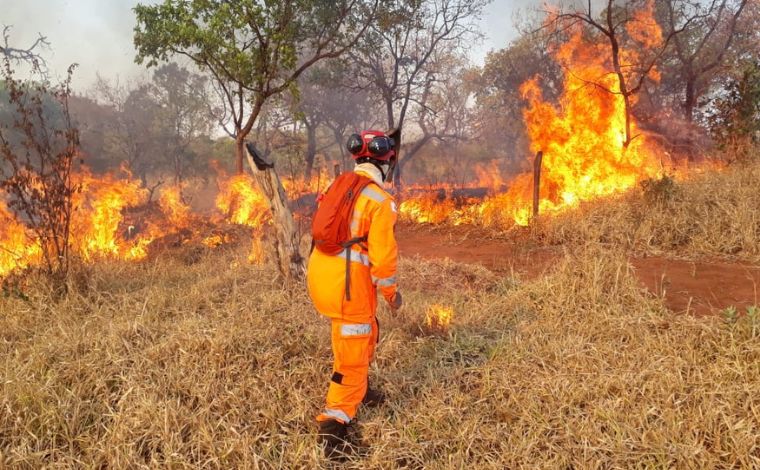 Quase 50 pessoas foram presas em 2024 por incêndios em vegetação em Minas Gerais