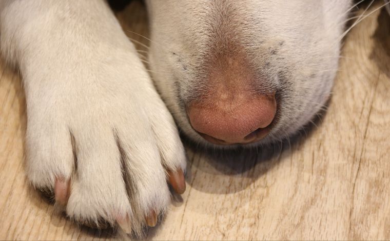 MG: ex-marido terá que pagar pensão alimentícia para gastos com cachorro após separação 