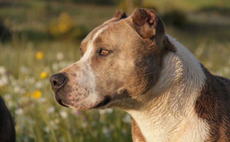 Pitbull ataca idoso durante festa infantil na Grande BH; animal morreu após ser contido