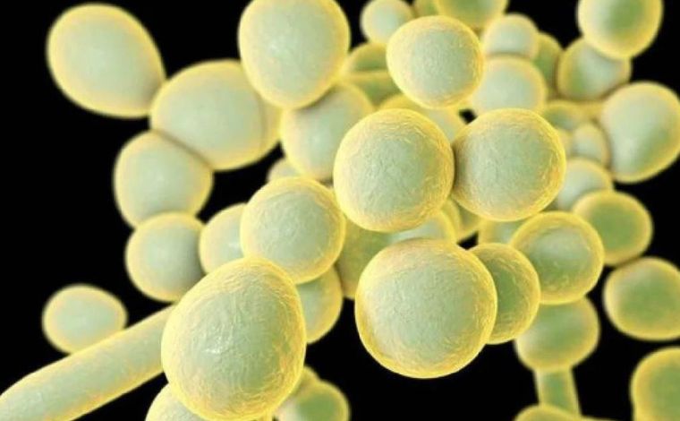 Hospital de Belo Horizonte confirma caso de superfungo Candida auris em paciente 