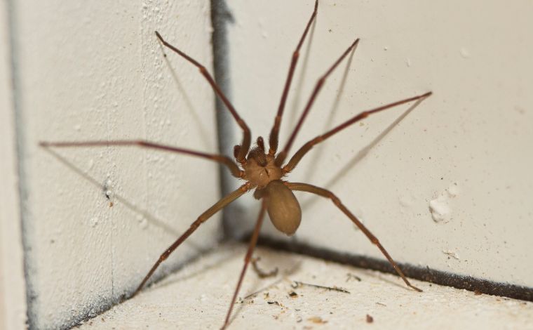 Picadas de aranhas são segunda maior causa de envenenamento no Brasil