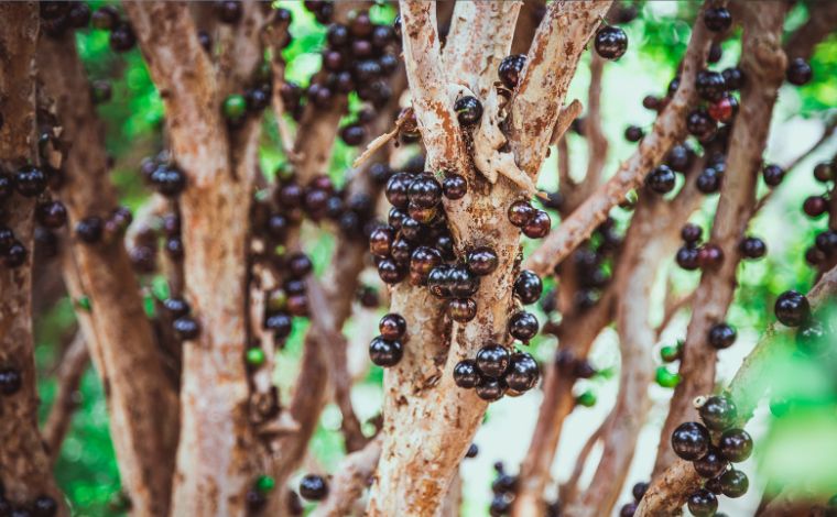 Jabuticaba: descubra 8 benefícios da fruta para a saúde e por que incluir na dieta