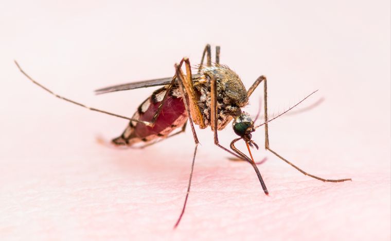 Minas Gerais confirma primeiro caso de febre amarela em 2025 