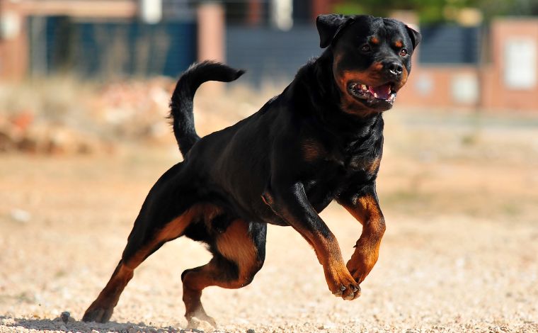 Foto: Ilustrativa - Os cÃ£es saÃ­ram da residÃªncia dos tutores ao passarem por um buraco na cerca do quintal. Em seguida, atravessaram uma Ã¡rea de vegetaÃ§Ã£o atÃ© uma rua, onde a crianÃ§a estava brincando com outros menores