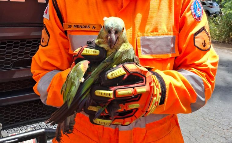 Foto: DivulgaÃ§Ã£o/CBMMG - Utilizando equipamentos especÃ­ficos, os bombeiros conseguiram alcanÃ§ar a ave com seguranÃ§a. ApÃ³s o resgate, o papagaio foi avaliado e, sem ferimentos graves, devolvido Ã  natureza