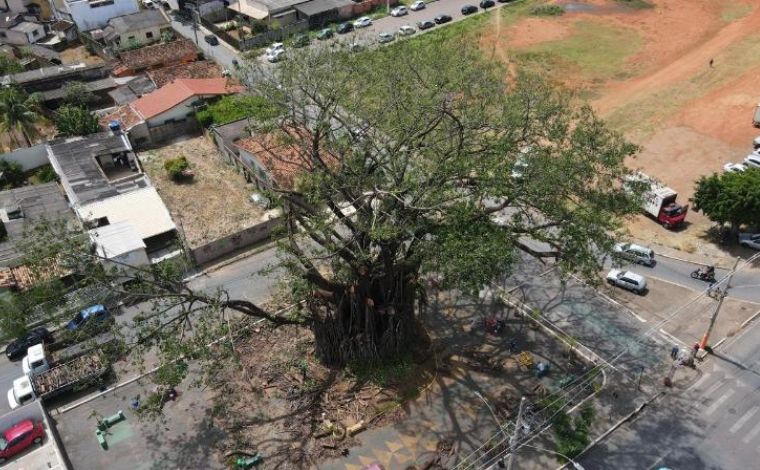 Foto: DivulgaÃ§Ã£o/PMSL - A medida tem como principal objetivo garantir a seguranÃ§a da populaÃ§Ã£o e a preservaÃ§Ã£o das Ã¡rvores, que possuem grande valor histÃ³rico, ambiental e paisagÃ­stico